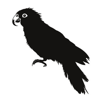 recommend clip art: Conure Silhouette