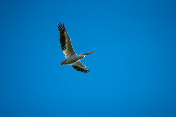 pájaro Xochimilco, México