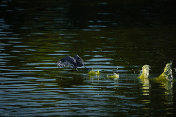 pájaro Xochimilco, México