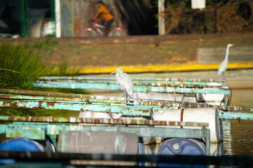 pájaro Xochimilco, México