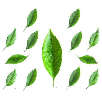 Art pattern green tea leaves isolated on transparent background
