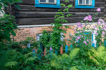 Pink flowers on the background of an old log house. The first floor of the house is made of brick....