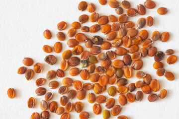 Close-up of dry Lobularia or alissum flower seeds before sowing the seeds for seedlings. Concept of growing garden flowers. White paper background. Spring gardening. Macro, flat lay, top view