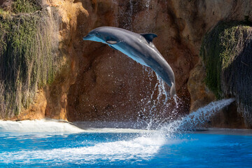 Ein springender Delfin in der Seitenansicht während einer Vorführung - obrazy, fototapety, plakaty