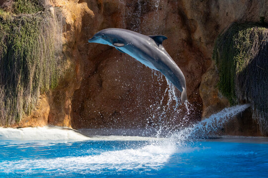 Ein springender Delfin in der Seitenansicht w&auml;hrend einer Vorf&uuml;hrung