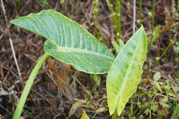 Alocasia brisbanensis, commonly known as Cunjevoi, Spoon or Native Lily, Elephant Ears. Wet leaves