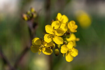 Yellow canola flowers in the garden ( hinona turnip flowers )