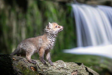 Fototapeta premium Red fox, vulpes vulpes, small young cub in forest on waterfall background. Cute little wild predators in natural environment