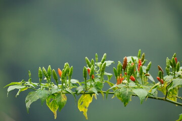 The organic cayenne pepper trees planted in this yard are ready to be harvested. Green and red Thai...