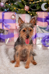 Portrait of a small pinscher dog against the background of a Christmas tree and gifts. Mixed breed,...