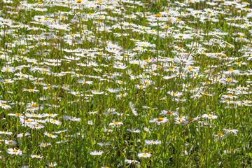 Beautiful blooming chamomile in sunny June