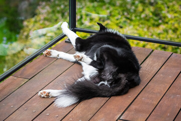 Border Collie puppy resting on wooden deck. Dog's paws and legs showing pads, nails and fur. Green...