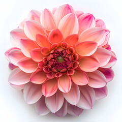 blooming Dahlia against an isolated white background