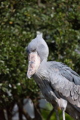 Portrait of shoebill stork. It is also known as the whalebill, a whale-headed stork.