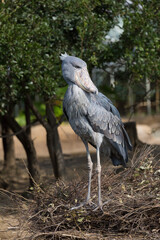 Fototapeta premium Shoebill stork standing and looking back. It is also known as the whalebill, a whale-headed stork.