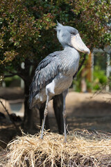 Shoebill stork standing on grassland. It is also known as the whalebill, a whale-headed stork.