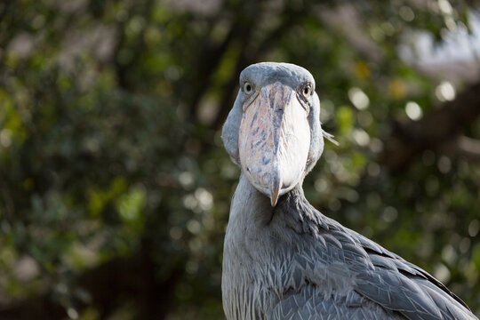 Close-up of shoebill stork. It is also known as the whalebill, a whale-headed stork.
