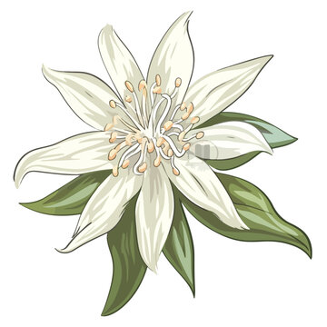 Edelweiss logo. Isolated edelweiss on white background