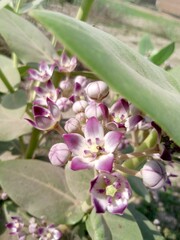 pink and white flower