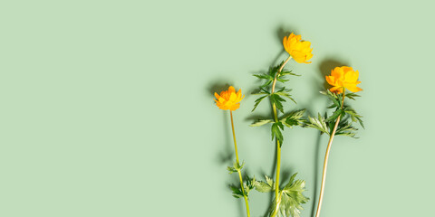 Spring yellow wildflowers top view on pastel green background, springtime vivid banner, minimal trend flat lay with fresh blooming field flowers, natural blossoms floral still life, vibrant tone