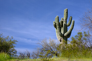 Lone saguaro cactus in the Salt River management area near Scottsdale Arizona United States
