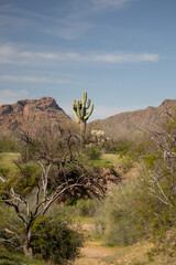 Saguaro cactus in front of Red Mountain in the Salt River management area near Scottsdale Arizona United States