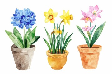 Flowers in pots home plants flat watercolor illustration banner green leaves yellow, blue, pink flowers botanical spring floral design ceramic flowerpots, hydrangea, lily, narcissus, tulip, 
