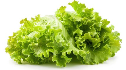 A vibrant image showcasing a crisp head of green lettuce with its lush leaves spread out, isolated on a pure white background highlighting its freshness
