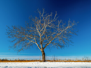 Lonely tree stand during icy day with blue sky background