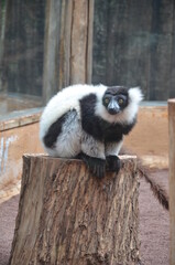 Fototapeta premium black and white ruffed lemur in a zoo at Tenerife, Canary Islands, Spain.