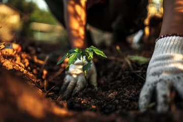 A farmer is planting a papaya tree in the ground.