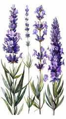 Lavender flowers isolated on a white background, flowers in watercolor style, set collection