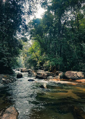 a river with a stream that has a tree in it