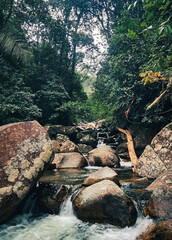 a stream of water runs through a forest with rocks and trees.