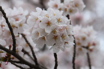 日本の春の公園に咲くサクラ（ソメイヨシノ）の薄桃色の
