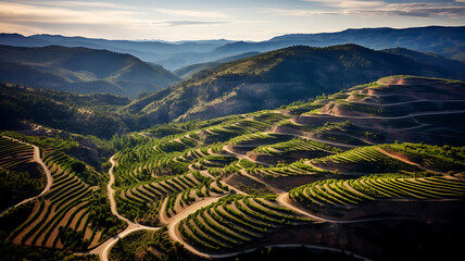 Aerial view of vineyards in Tuscany, Italy.