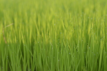Fototapeta na wymiar Close-up of green young rice paddy crop