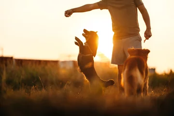 Foto op Aluminium dog happy jumps and grabs dog treats on his owner's hand on the grass during the sunset. Pet family, Food, snacks concept. © Charnchai saeheng