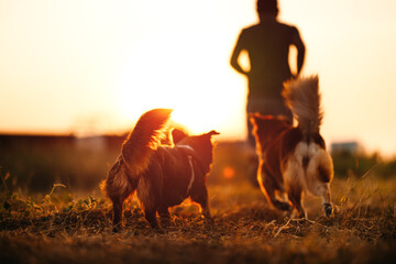 dog happy running on the meadow with its owner during sunset. Pet and family concept.