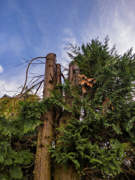 Trimmed Lawson cypress (Port Orford cedar - Chamaecyparis lawsoniana) fence, Glasgow, Scotland