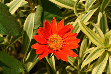Tithonia rotundifolia in the garden.
