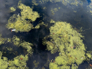 Fototapeta na wymiar Common Duckweed (Lemna minor) on a pond in Glasgow, Scotland
