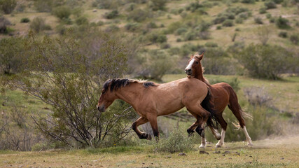 Wild horse stallions running and kicking while fighting in the Salt River Canyon area near...