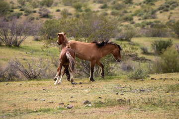 Red bay and buckskin wild horse stallions kicking while fighting in the Salt River Canyon area near Scottsdale Arizona United States