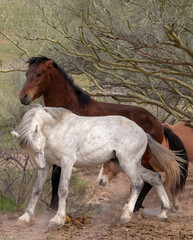 White horse wild stallion fighting a red bay stallion in the Salt River wild horse management area near Scottsdale Arizona United States