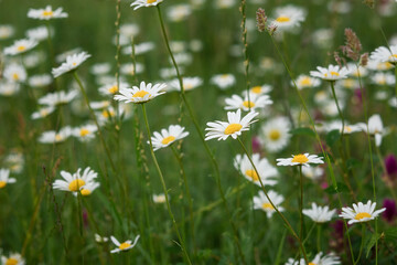 Daisies on the field close-up in selective focus. Blurred pastel summer background. Medicinal wildflowers. Field daisies bloom in the spring in the meadow. Floral background with copy space