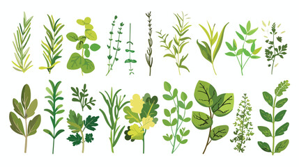 Kitchen Herbs Flat vector isolated on white background