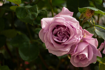 Purple rose close-up. A beautiful pastel delicate flower bloomed in the garden. Natural romantic background with space for text. Growing and collecting household bush roses. The concept of love - 767642864
