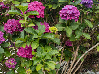 Hydrangea macrophylla in Glasgow, Scotland (bigleaf hydrangea, French hydrangea, lacecap hydrangea, mophead hydrangea, and hortensia.)