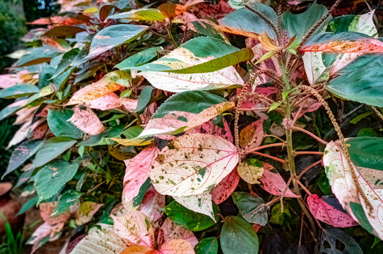 Copperleaf, Jacob's coat, Flamengueira, Acalypha wilkesiana